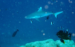 IMG_7697rc_Maldives_Madoogali_Requin gris de recif ou Dagsit Carcharhinus amblyrhynchos